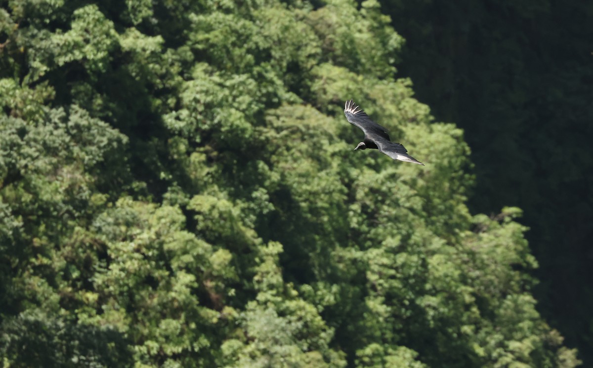 Black Vulture - ML641977996