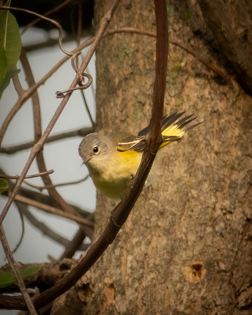 American Redstart - ML641978000