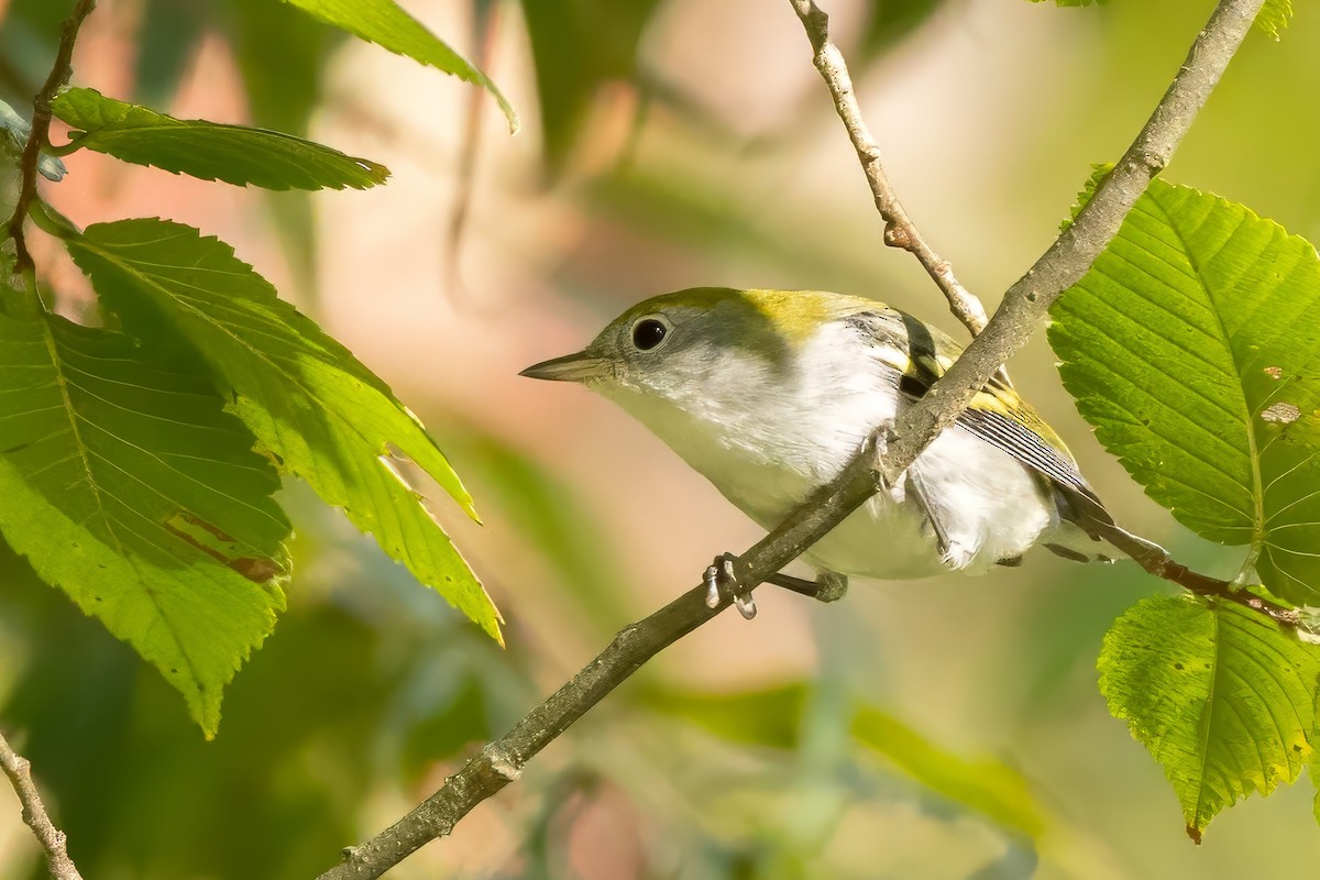 Chestnut-sided Warbler - ML641978010