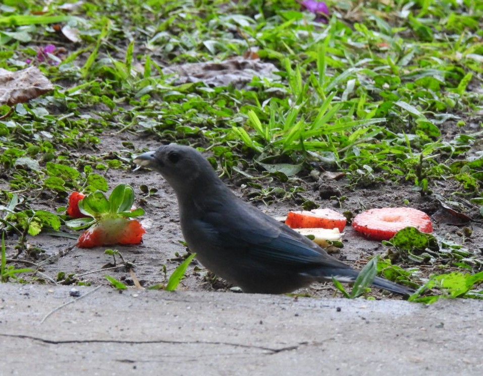 Sayaca Tanager - ML641978013
