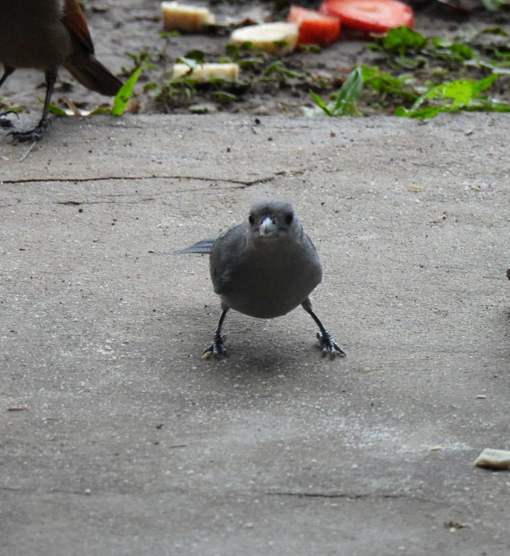 Sayaca Tanager - ML641978014