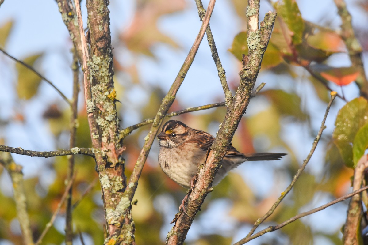 White-throated Sparrow - ML641978015