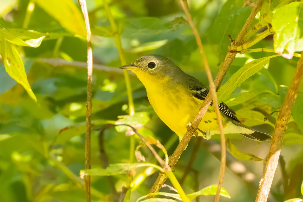 Magnolia Warbler - ML641978017