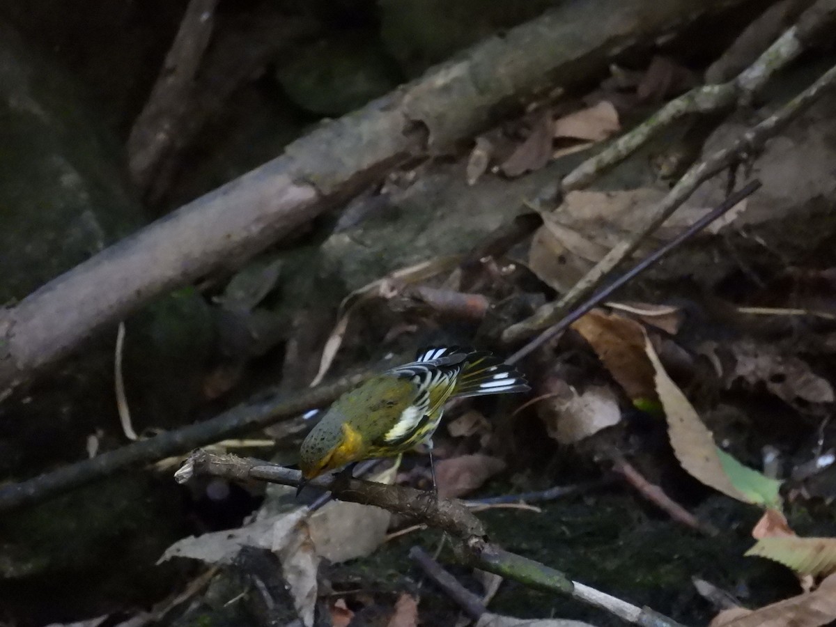 Cape May Warbler - ML641978023