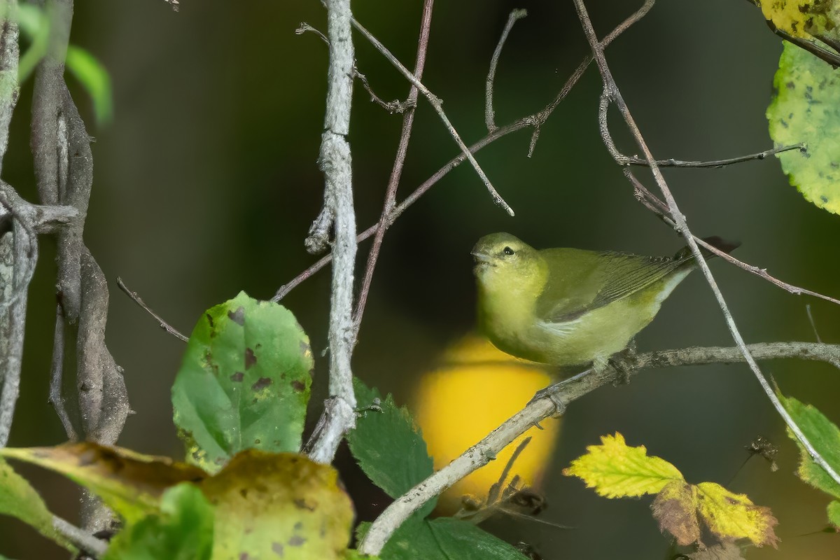 Tennessee Warbler - ML641978024