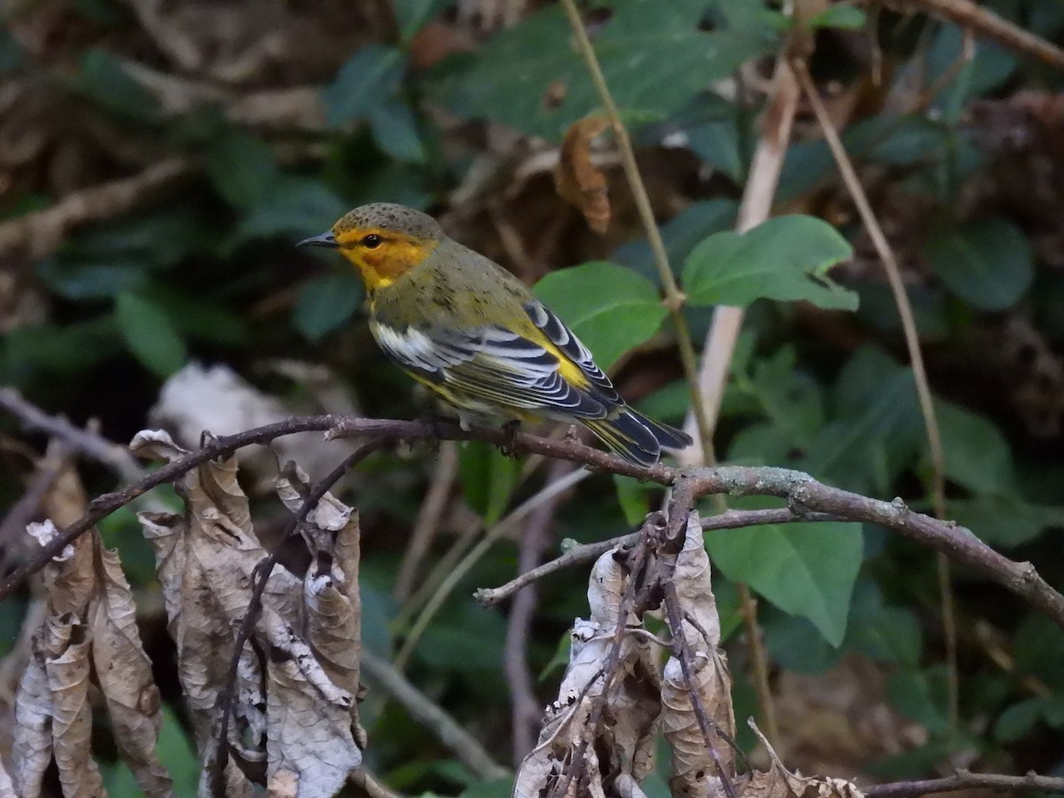 Cape May Warbler - ML641978026