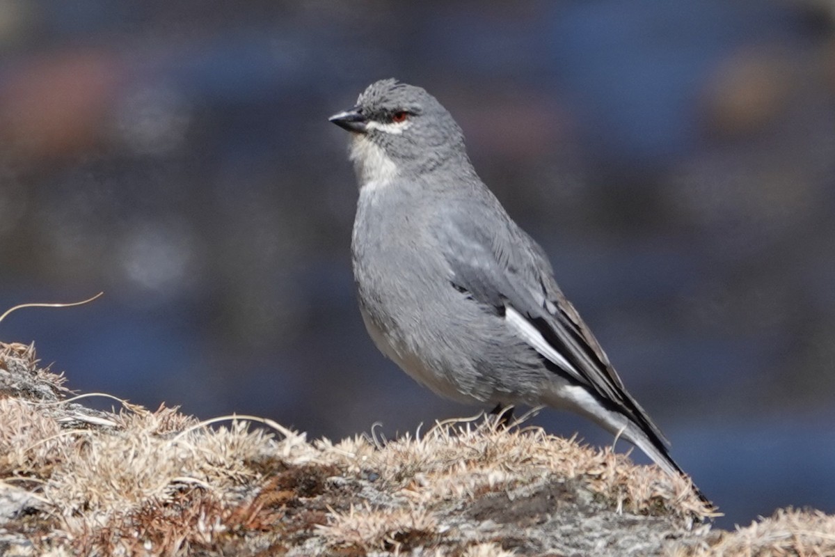 Glacier Finch - ML641978029