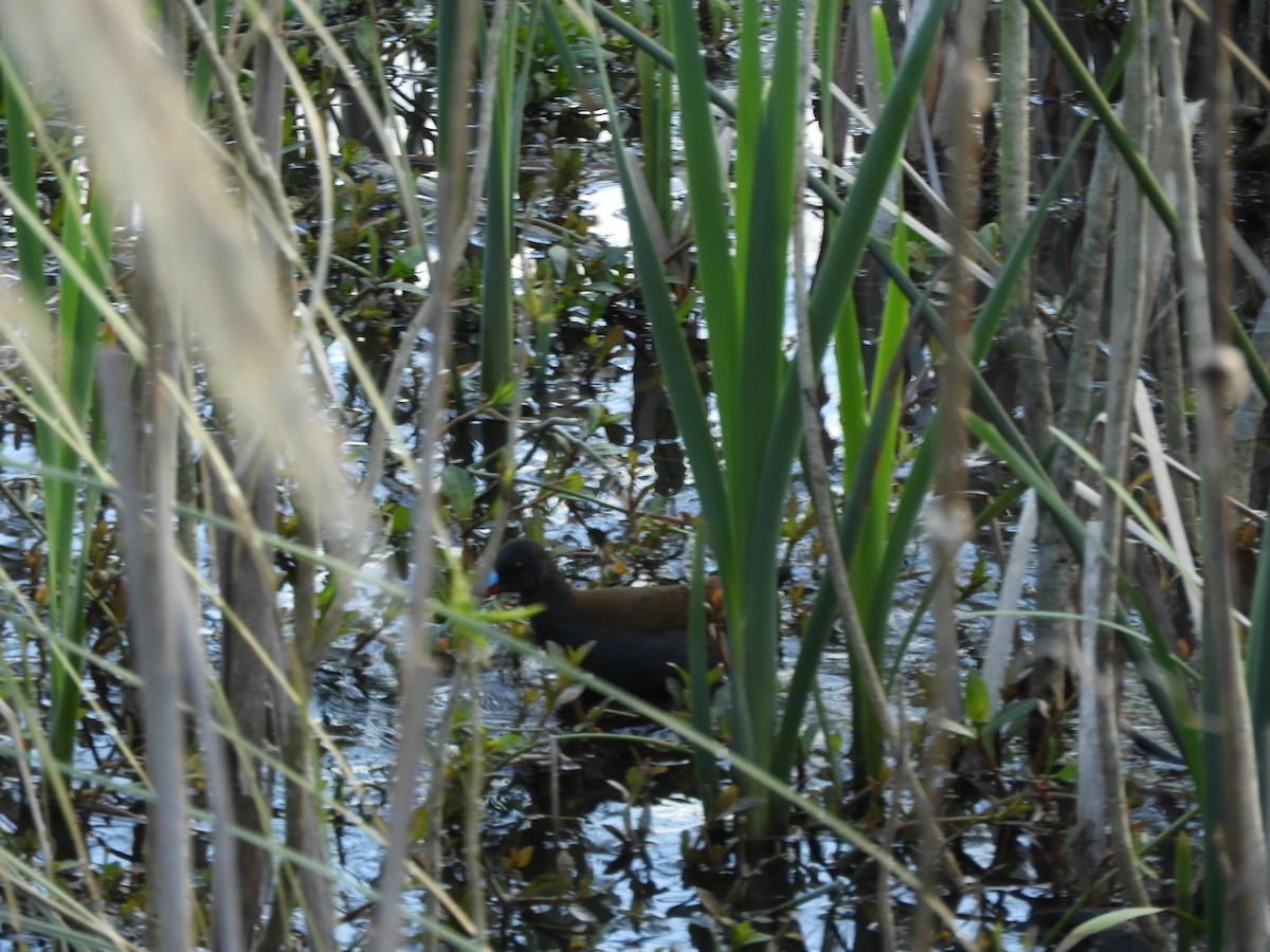 Plumbeous Rail - ML641978030