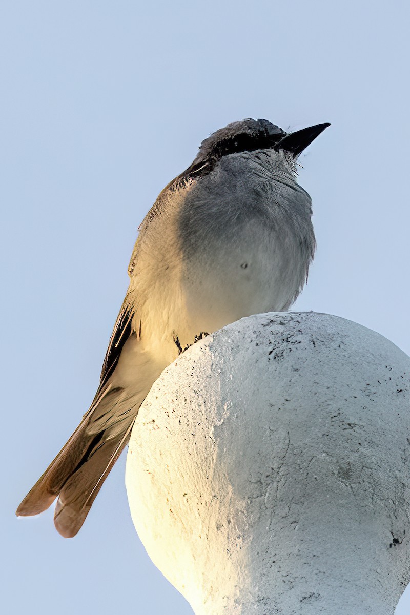 Gray Kingbird - ML641978036