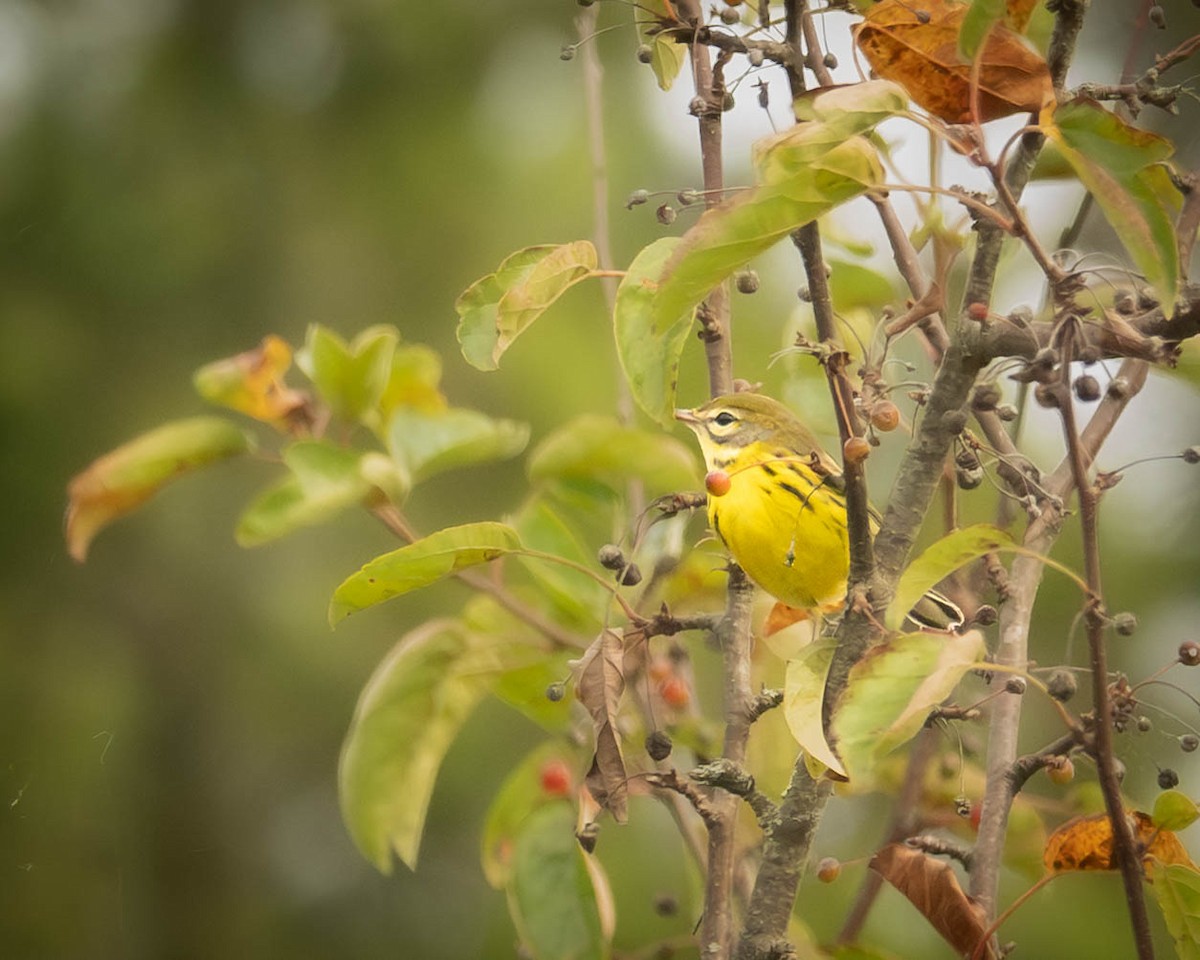 Prairie Warbler - ML641978039