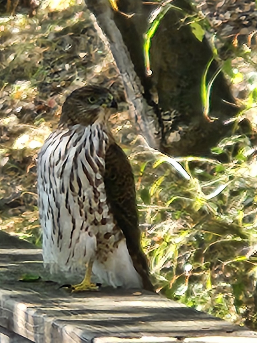 Cooper's Hawk - ML641978043