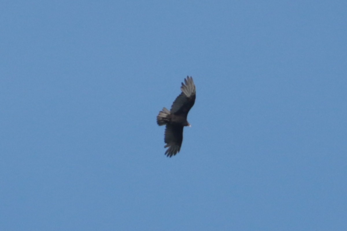 Black Vulture - ML641978063