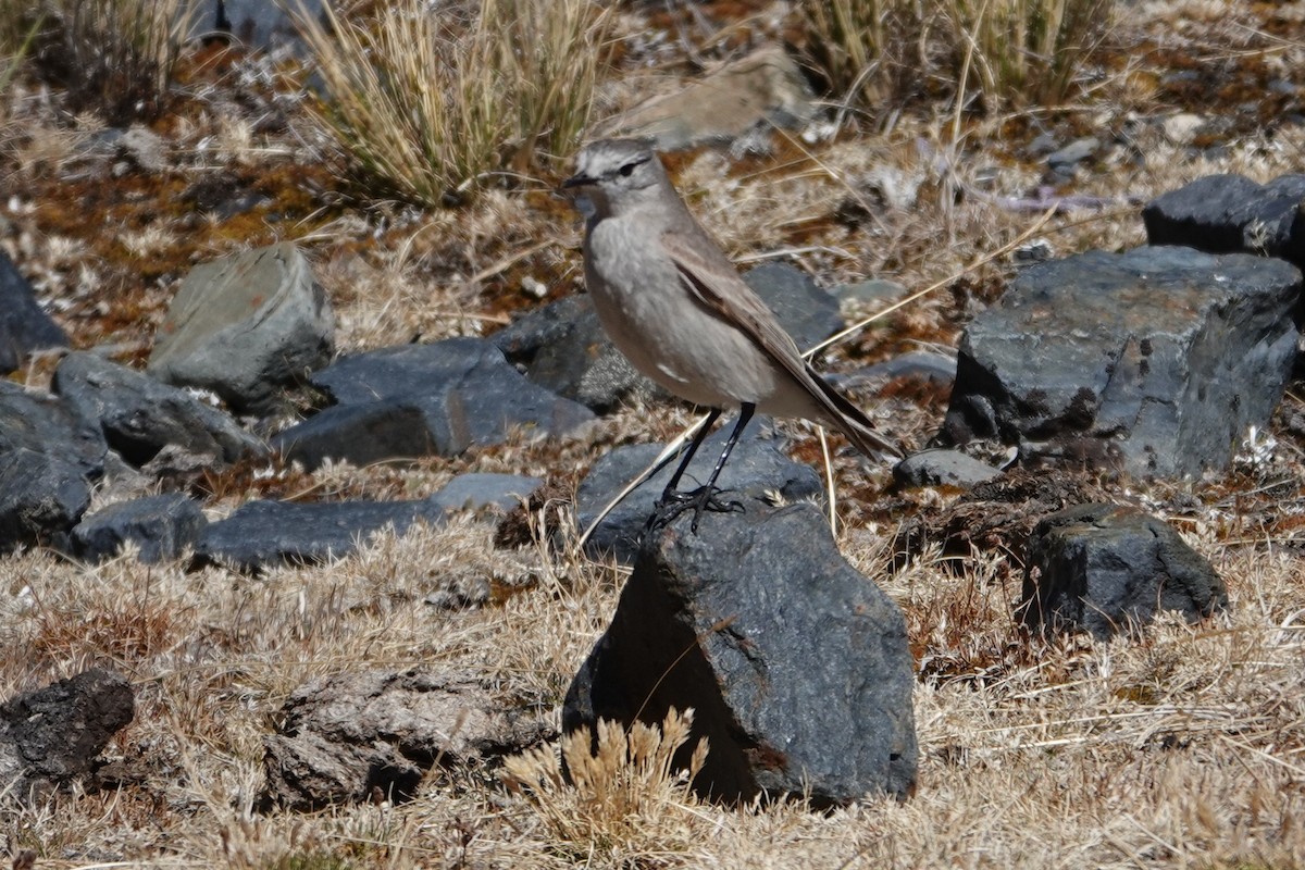 Ochre-naped Ground-Tyrant - ML641978065