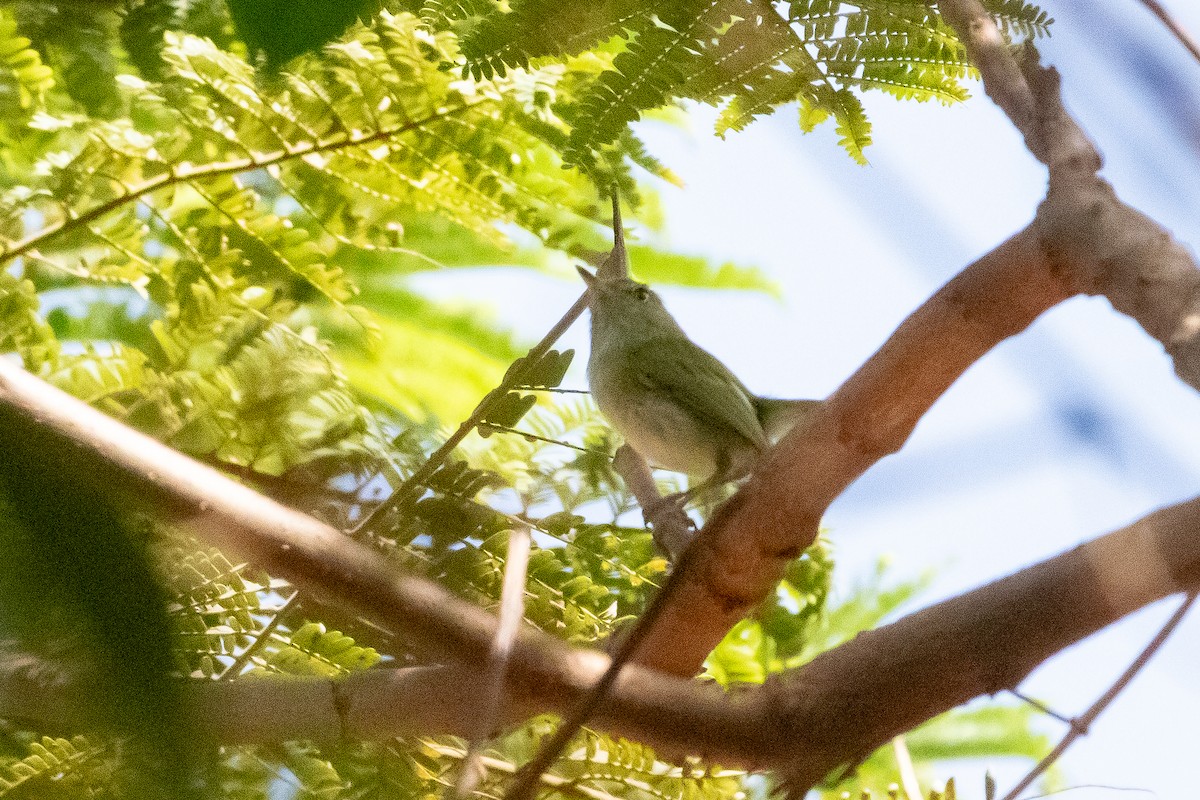 Hangnest Tody-Tyrant - ML641978077