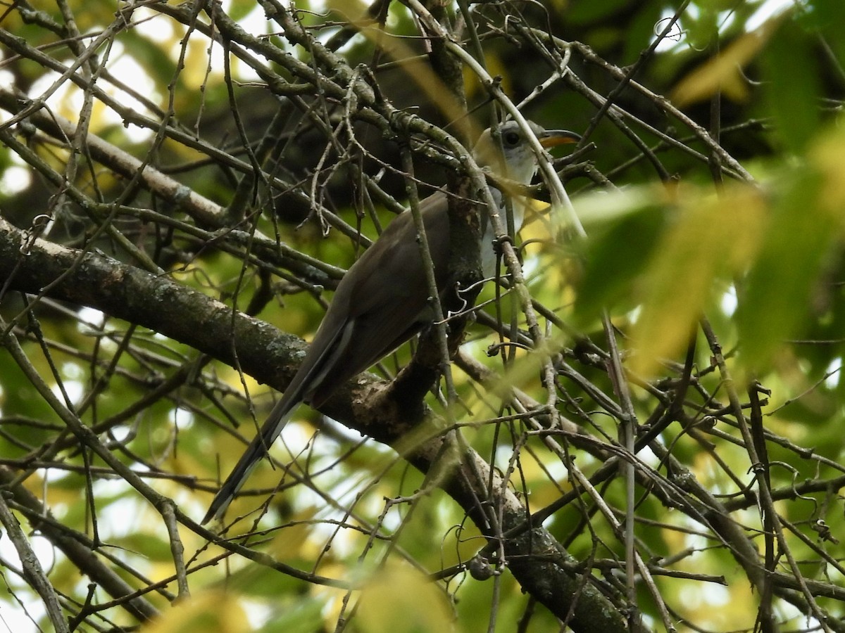 Yellow-billed Cuckoo - ML641978103