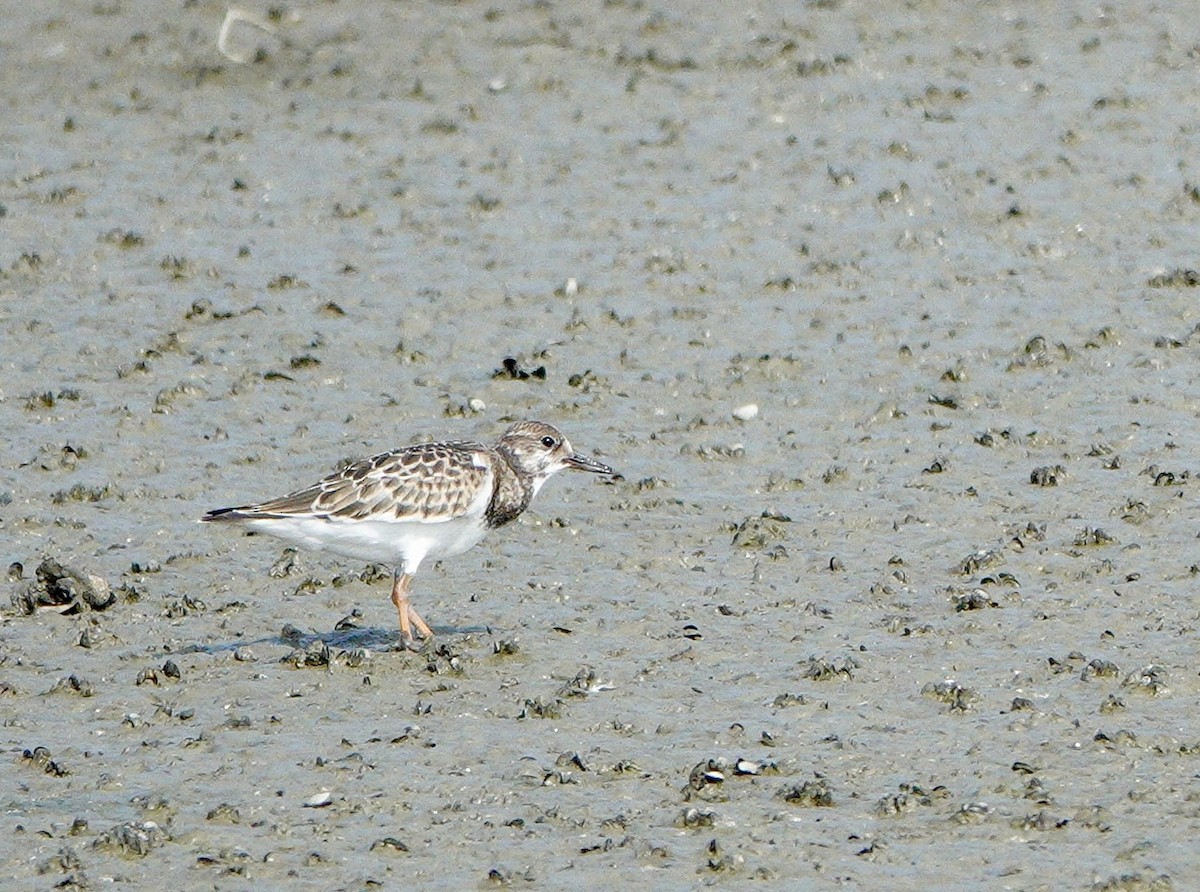Ruddy Turnstone - ML641978125