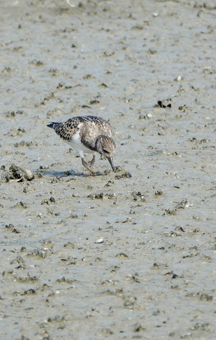 Ruddy Turnstone - ML641978126