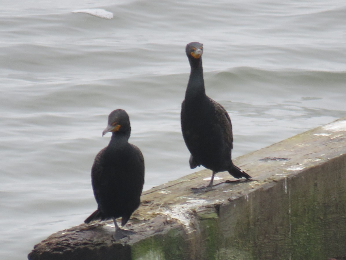 Double-crested Cormorant - ML641978129