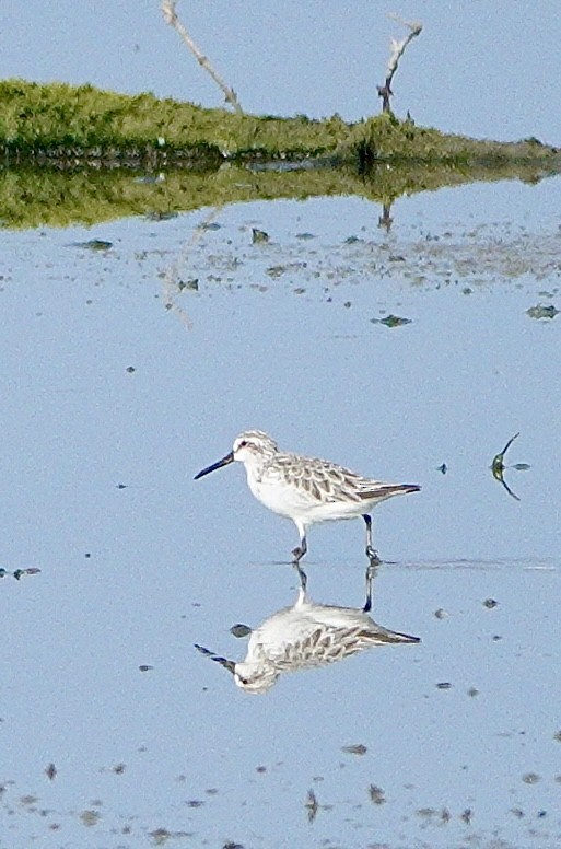 Broad-billed Sandpiper - ML641978134