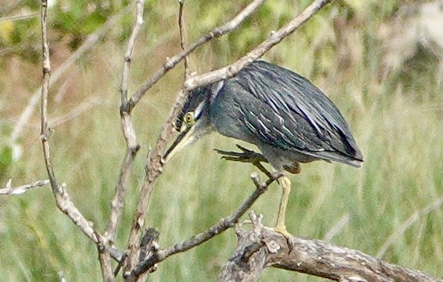 Black-crowned Night Heron (Eurasian) - ML641978142
