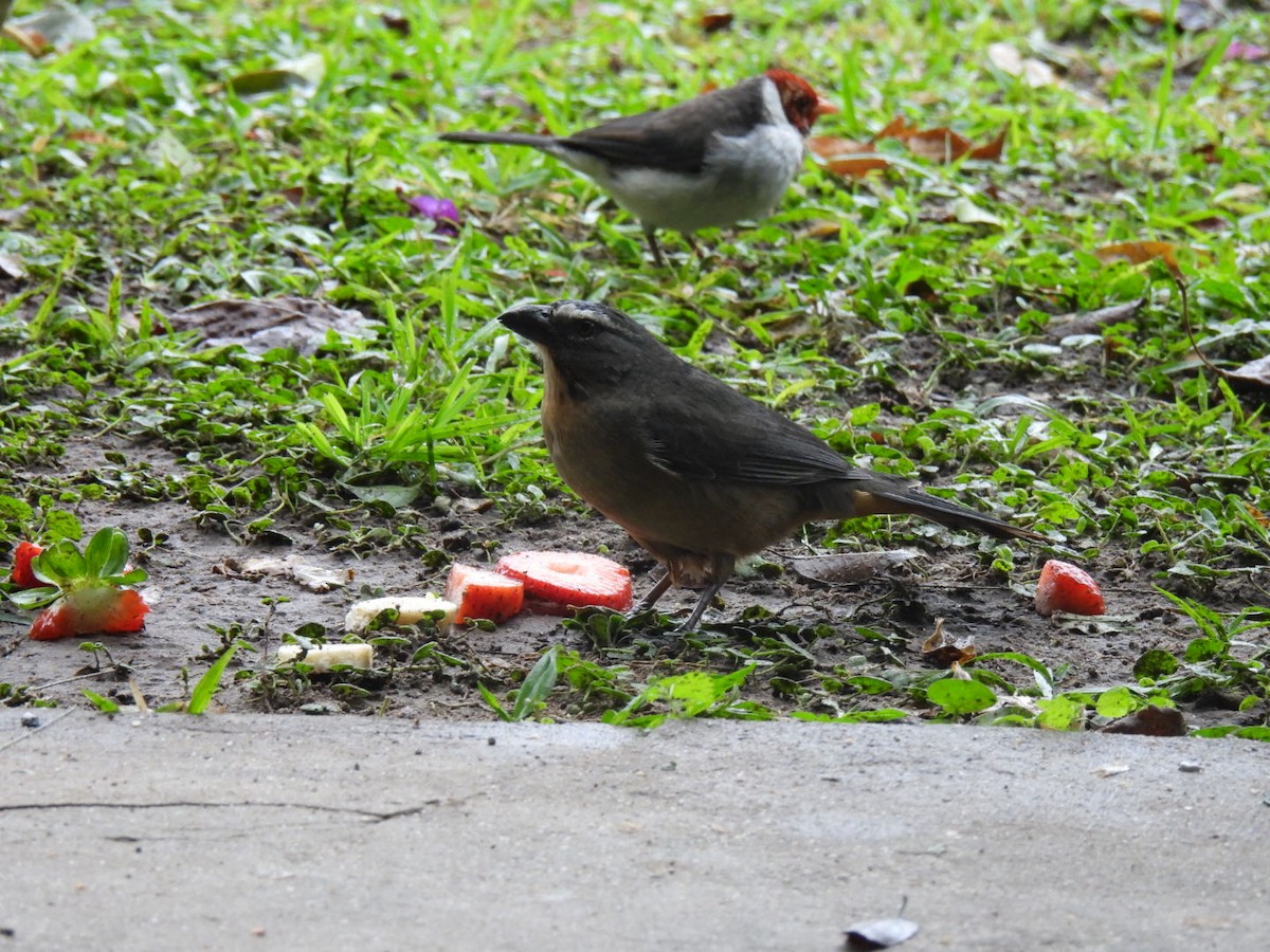 Bluish-gray Saltator - ML641978145