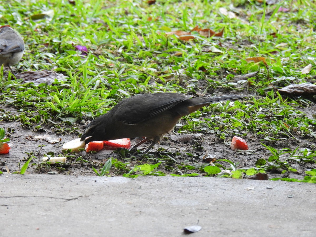 Bluish-gray Saltator - ML641978146