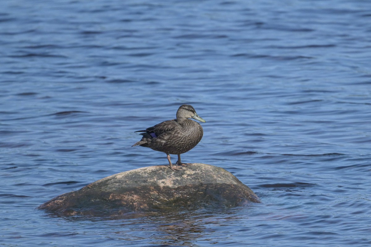 American Black Duck - ML641978154