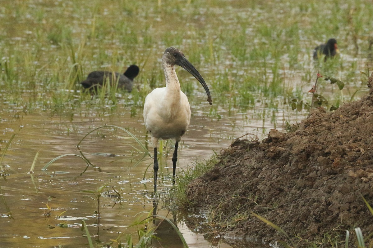 Ibis burubeltza - ML641978165