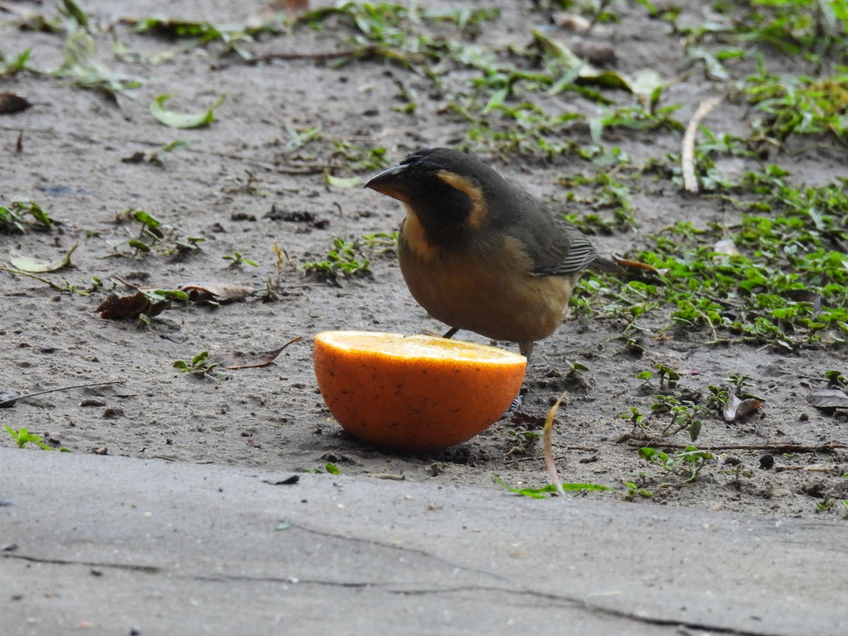 Golden-billed Saltator - ML641978171