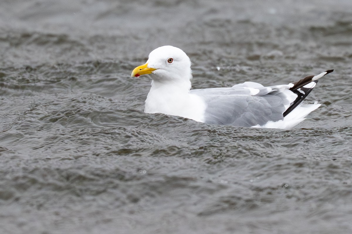 Vega Gull - ML641978175