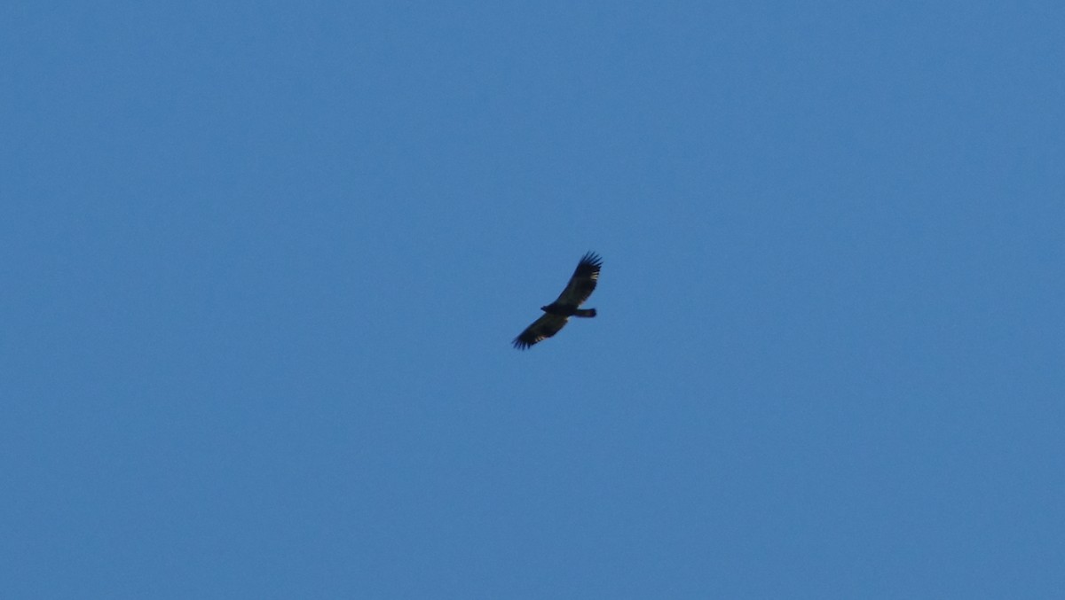 Bald Eagle - ML641978177