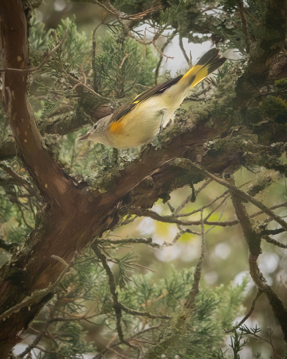 American Redstart - ML641978182