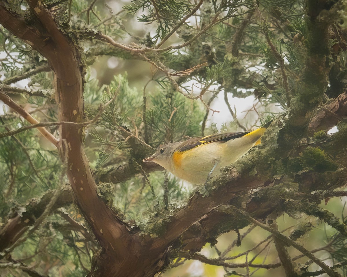 American Redstart - ML641978183