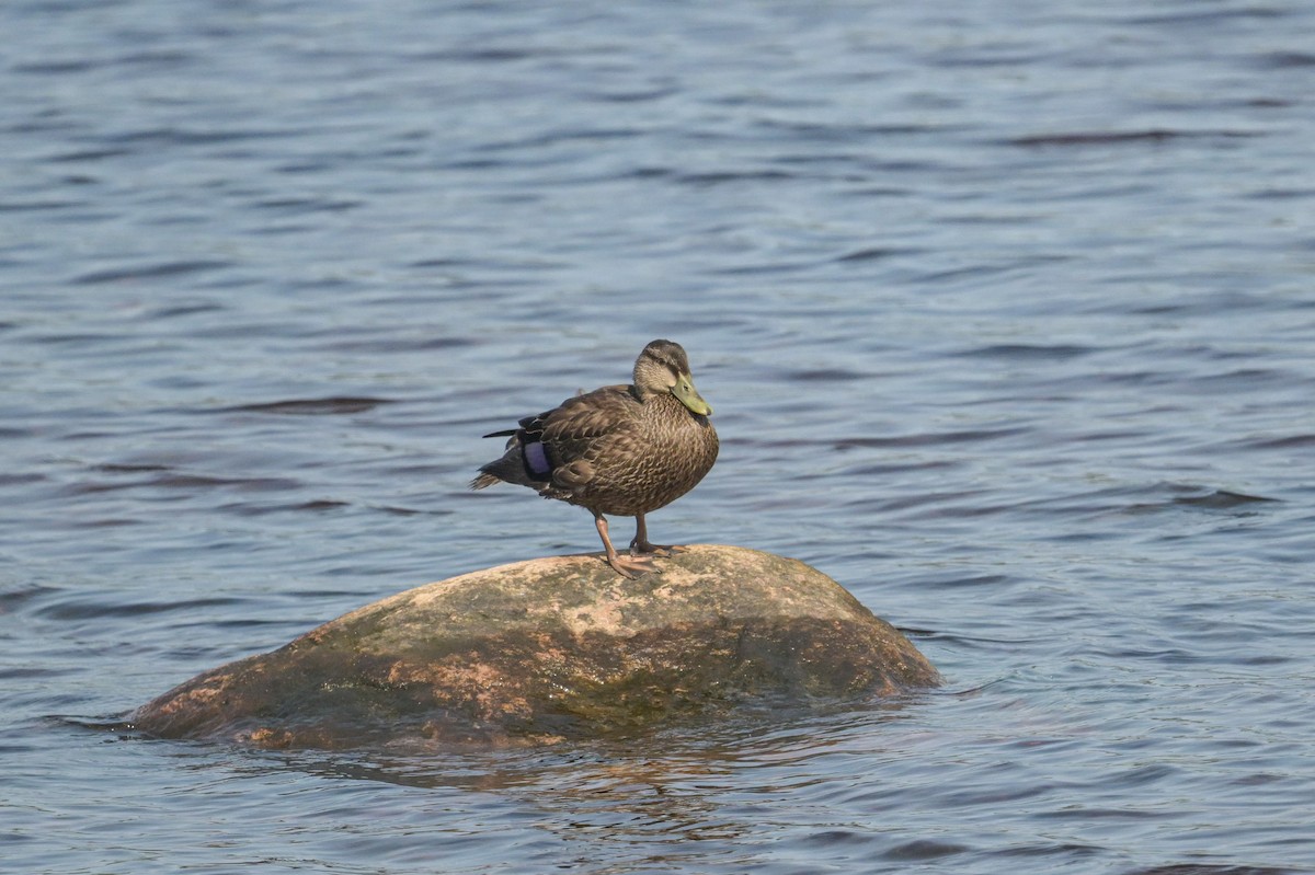 American Black Duck - ML641978195