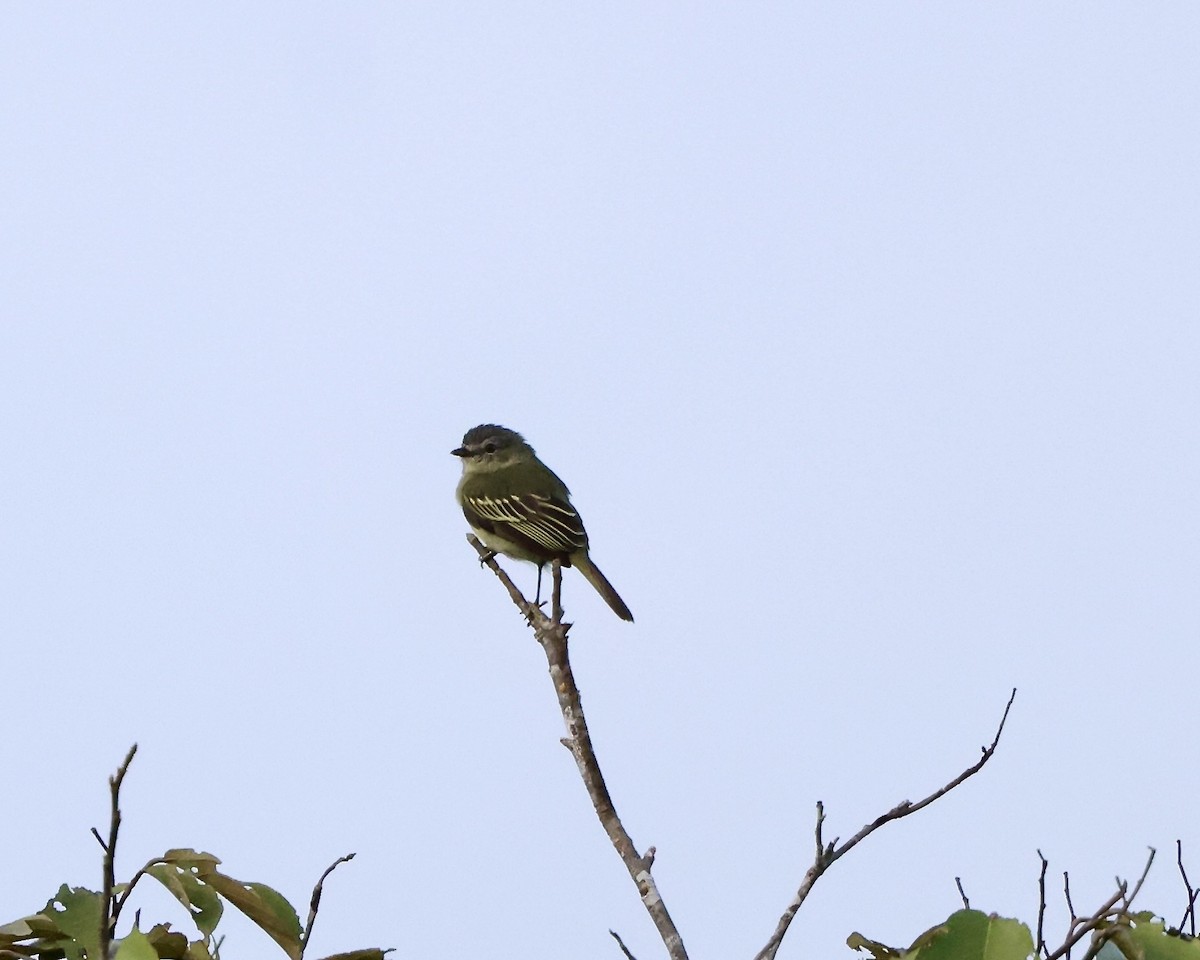 Slender-footed Tyrannulet - ML641978205
