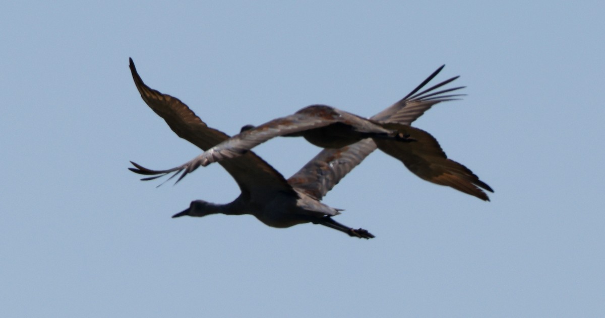 Sandhill Crane - ML641978207