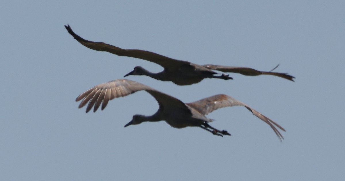 Sandhill Crane - ML641978208