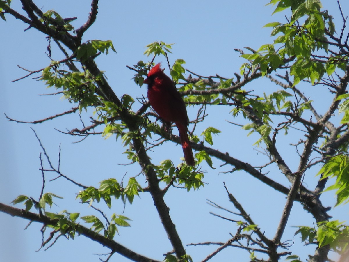 Northern Cardinal - ML641978215