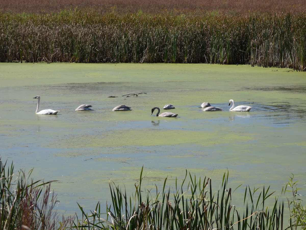 Trumpeter Swan - ML641978217