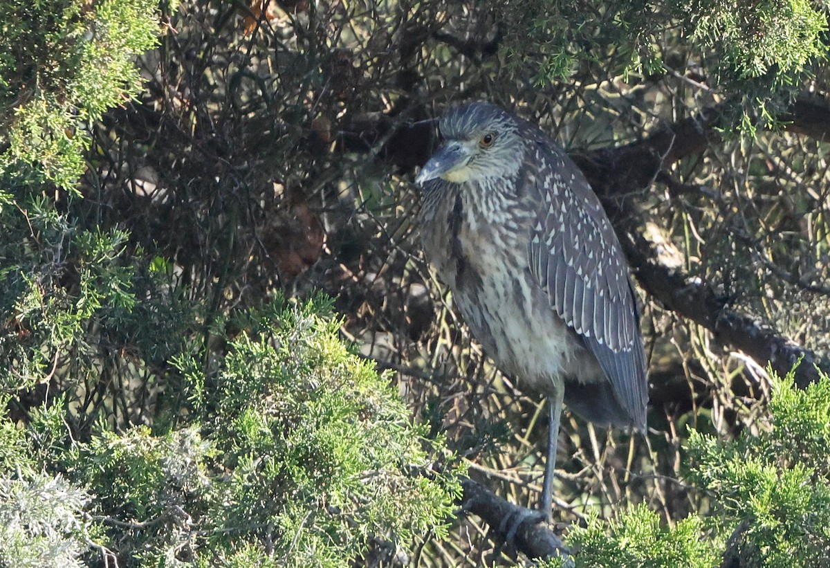 Nitticora - ML641978223