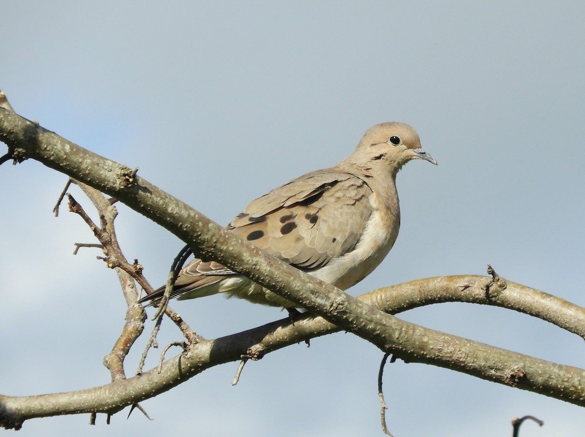 Eared Dove - ML641978225