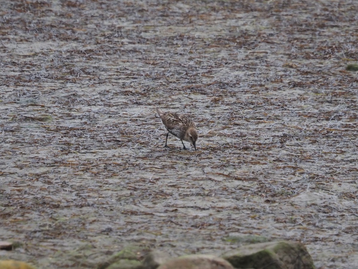 Alpenstrandläufer - ML641978238
