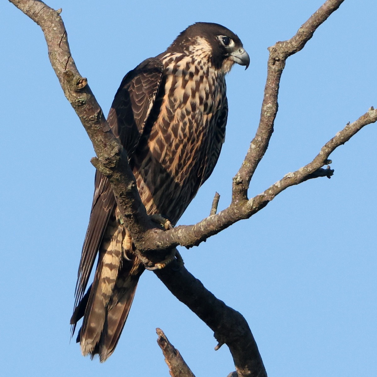 Peregrine Falcon - ML641978241