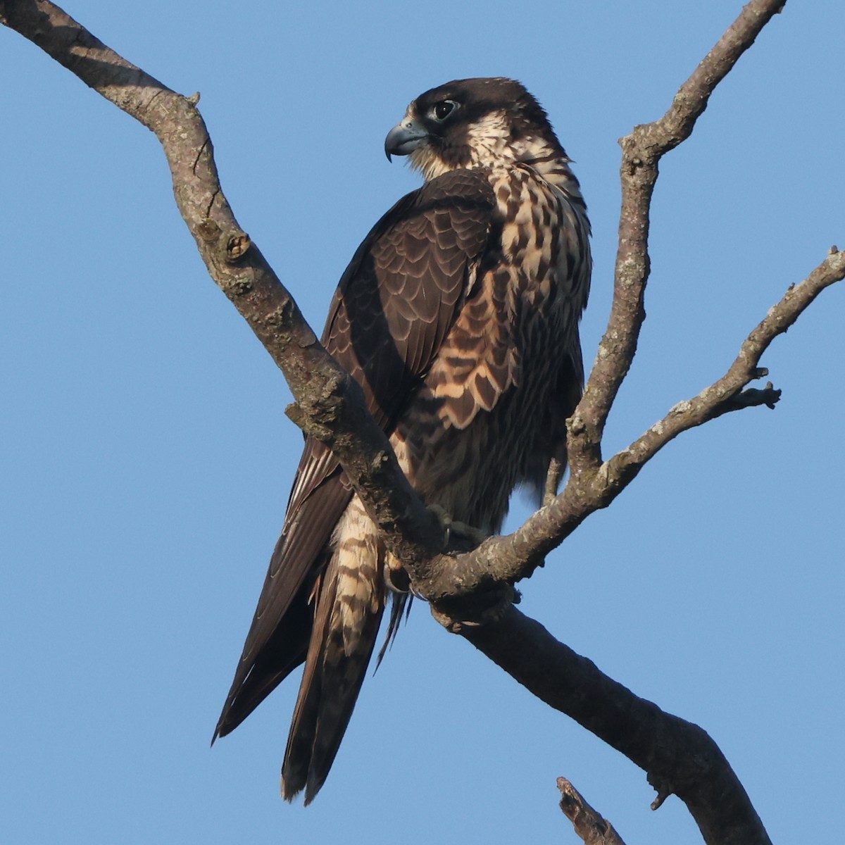 Peregrine Falcon - ML641978242