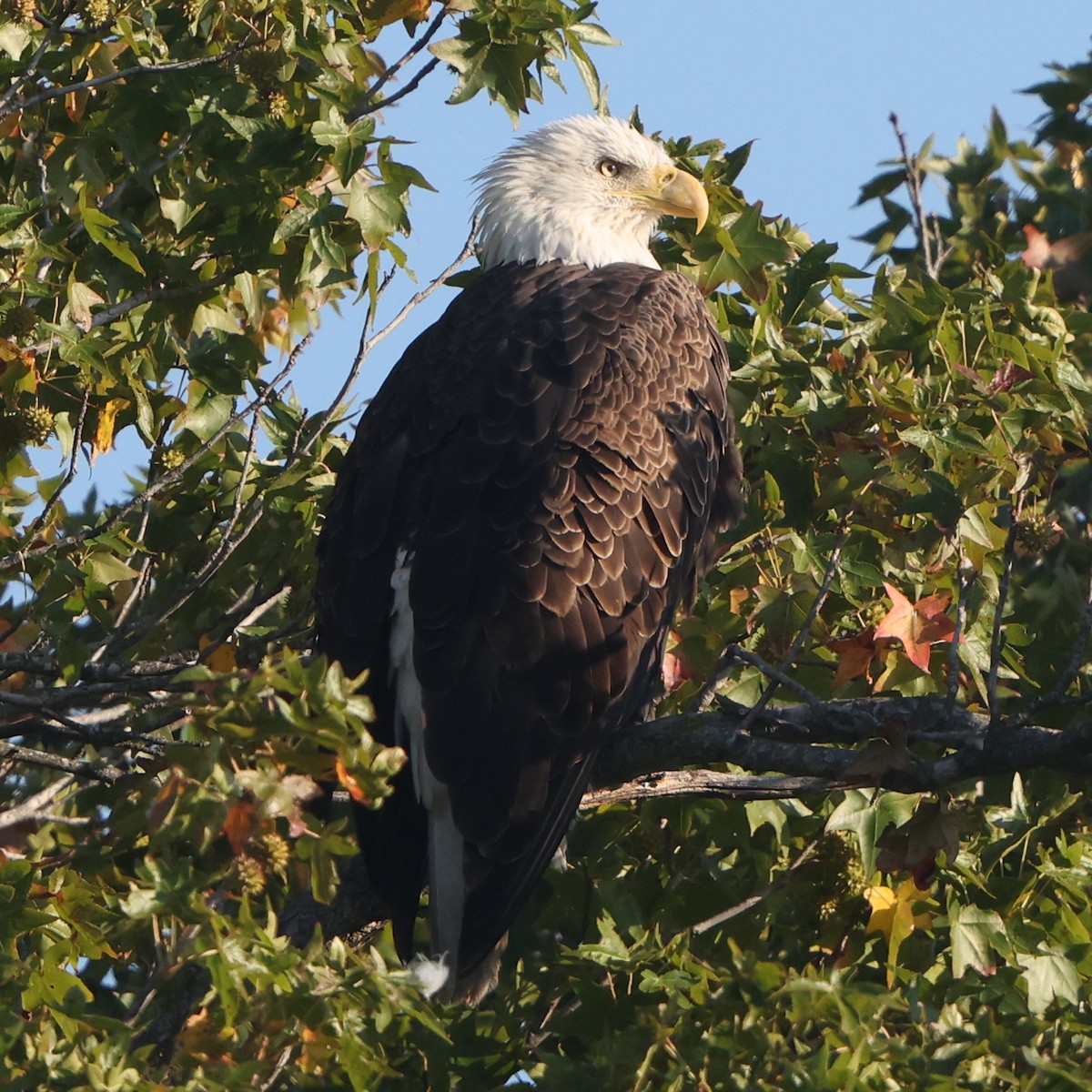 Bald Eagle - ML641978272