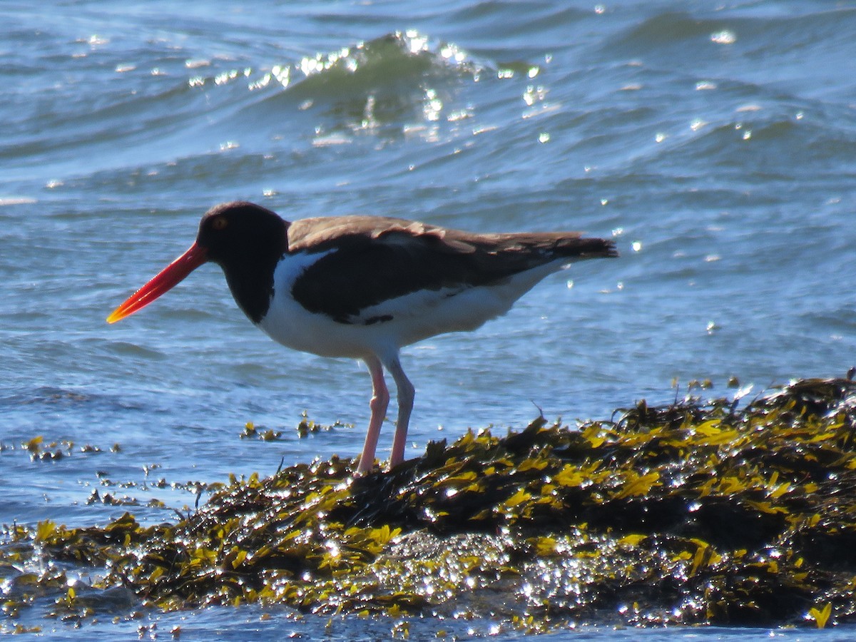 American Oystercatcher - ML641978296
