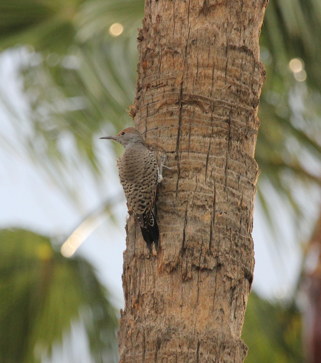 Gilded Flicker - ML641978299