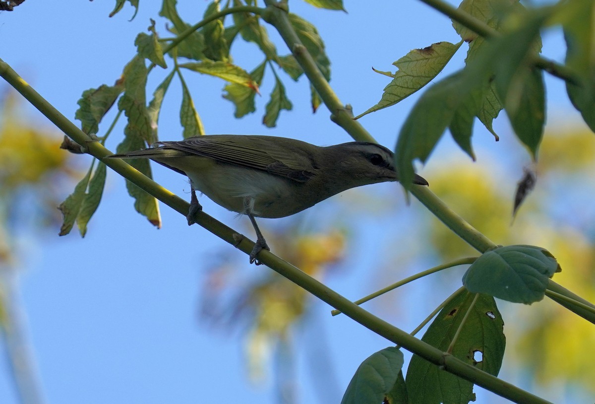 Red-eyed Vireo - ML641978300