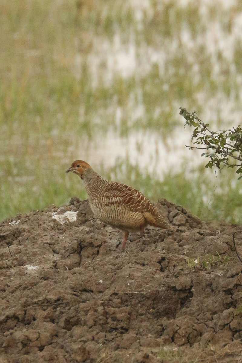 Gray Francolin - ML641978308