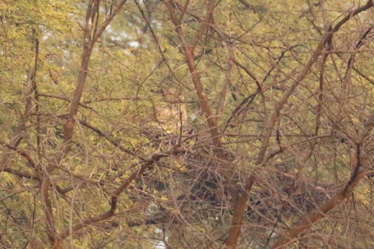 Brown Fish-Owl - ML641978317